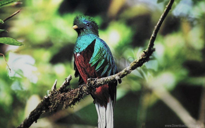 quetzal bird wallpaper background best stock photos - Image ID 162256