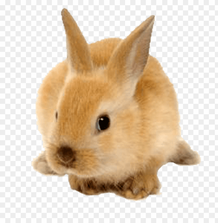 rabbit cute ginger png images background - Image ID 65748