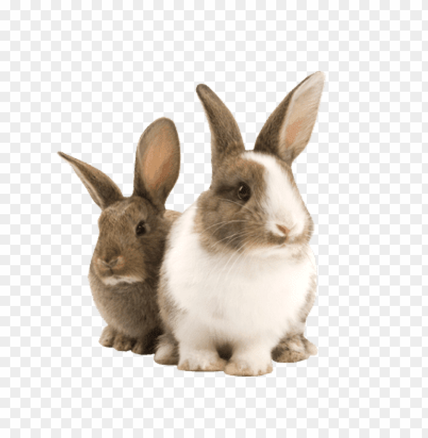 animals, rabbits, rabbit duo, 