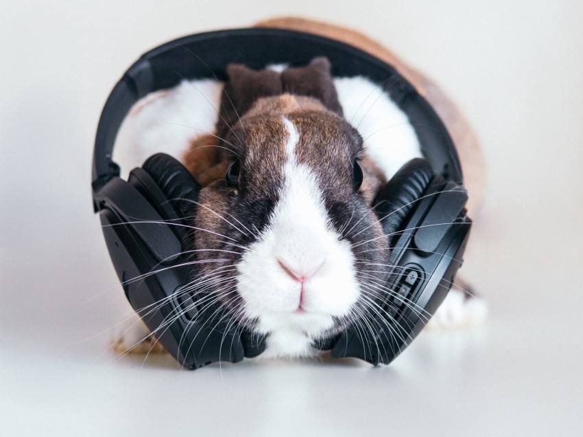 free PNG rabbit, headphones, music, audio background PNG images transparent