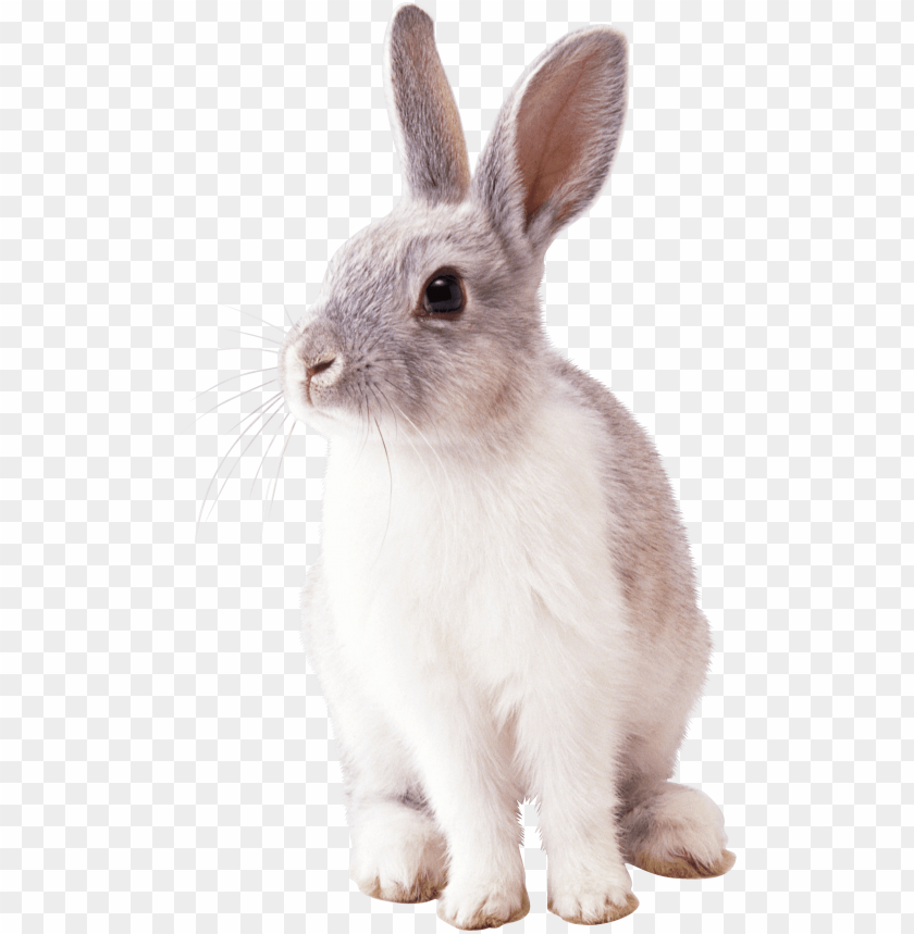 animals, rabbits, rabbit left, 
