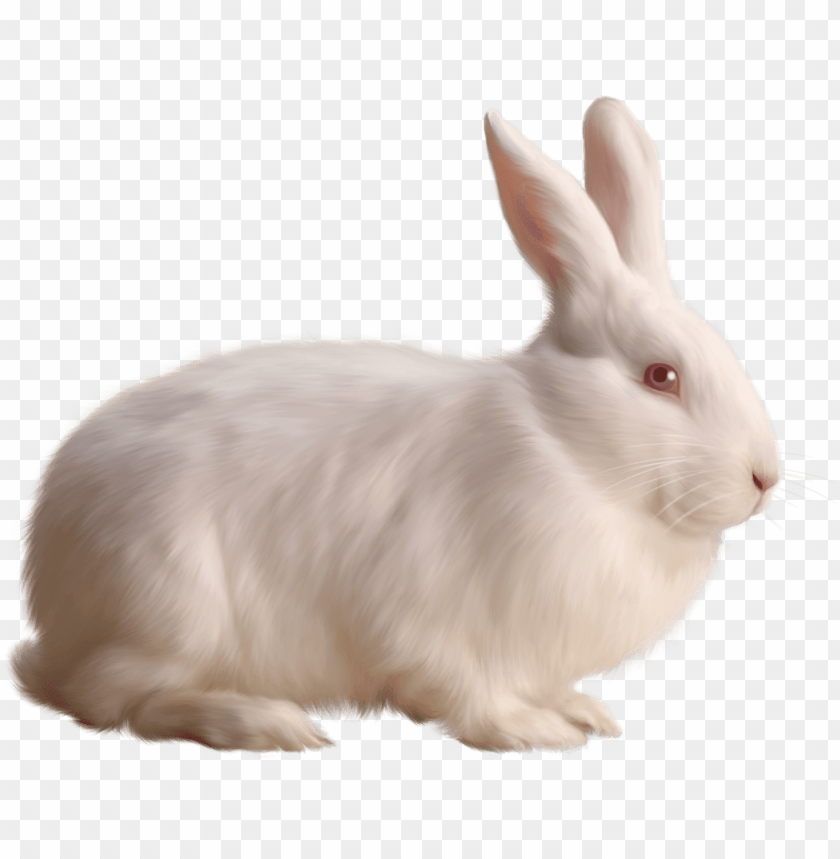 animals, rabbits, rabbit single white, 