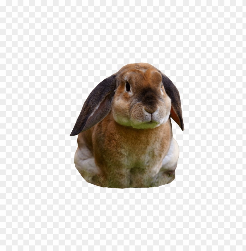 
rabbit
, 
sitting
, 
bunny
, 
brown rabbit
