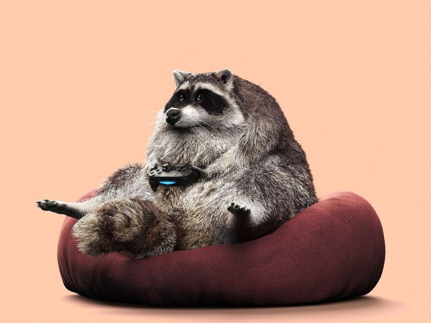 free PNG raccoon, joystick, funny, gamepad, game background PNG images transparent