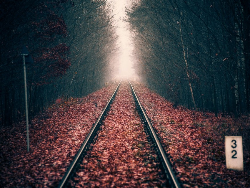 rails, forest, railway, autumn, foliage, distance