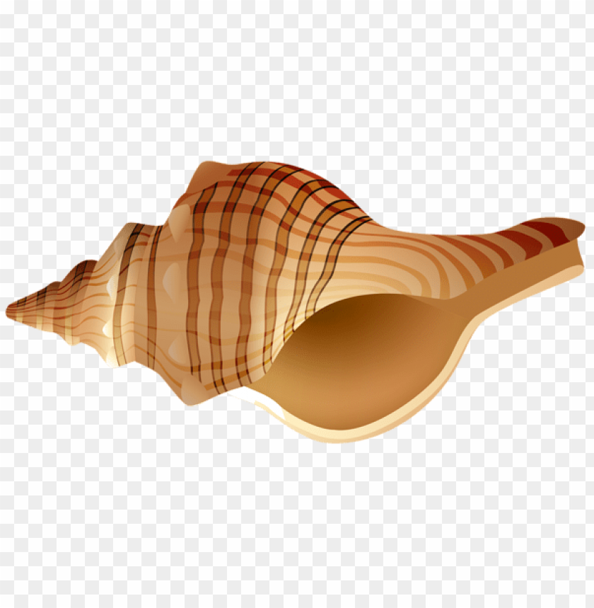 rapane shell transparent clipart png photo - 56426