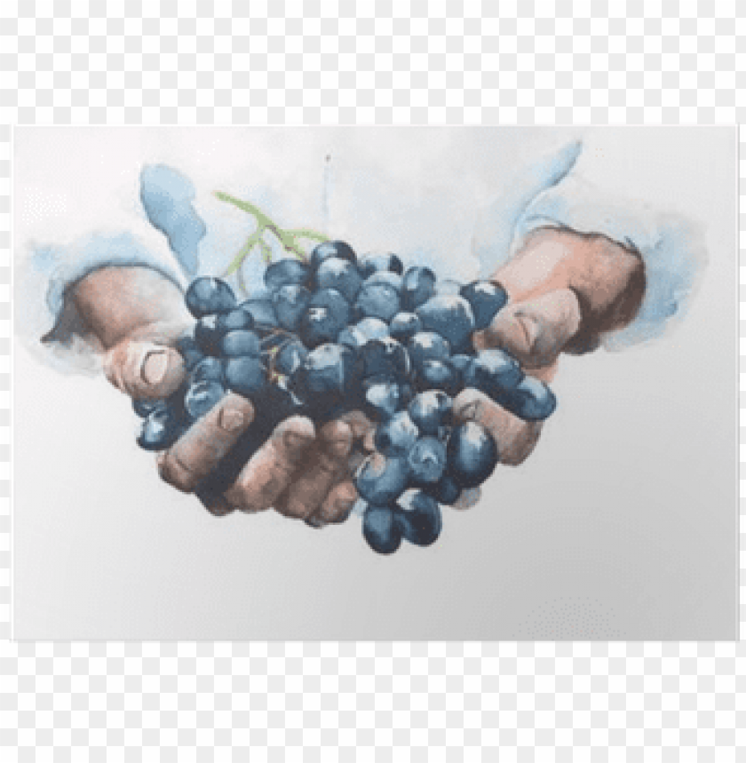 rapes in hands watercolor painting illustration isolated grapes hands PNG transparent with Clear Background ID 286052