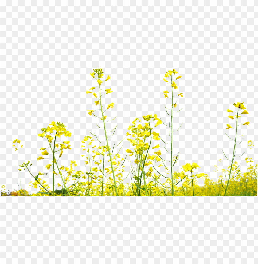 Rapeseed Flower Field Decoration Under - Mustard Yellow Flower PNG Transparent Background