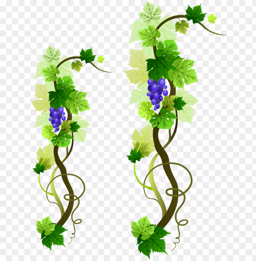 rapevine png picture - sample first holy communion invitatio PNG image with  transparent background | TOPpng