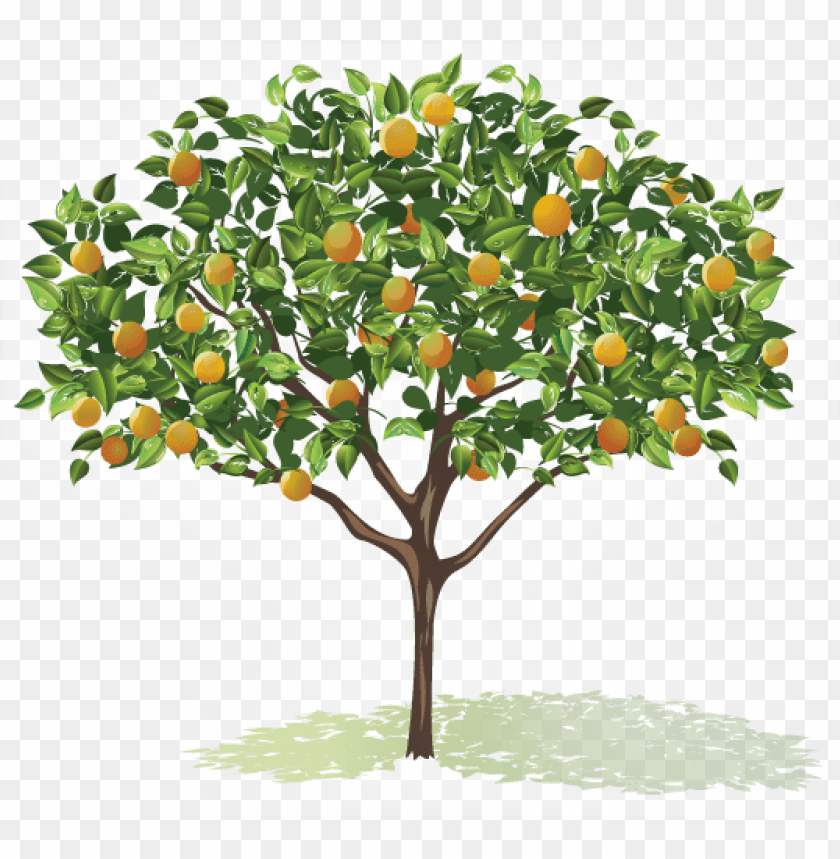 raphic freeuse stock fruit trees clipart trees with flowers and fruits drawi PNG transparent with Clear Background ID 167526