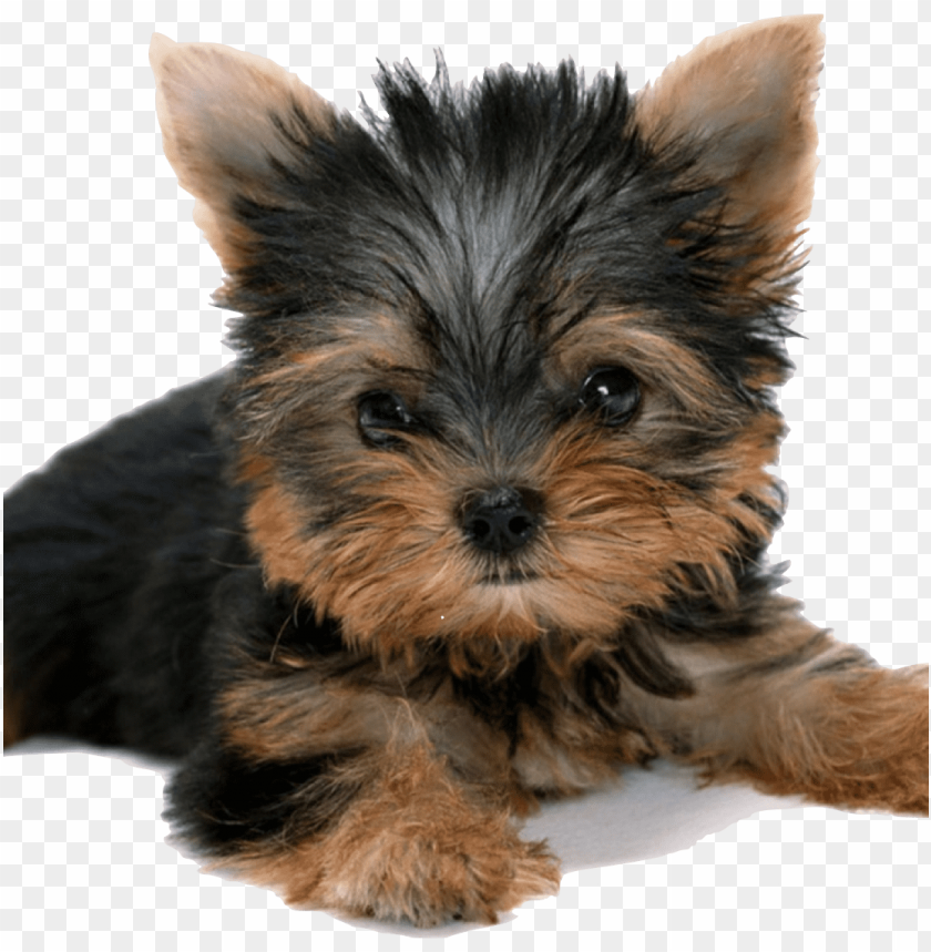 geometric, yorkshire terrier, door, smile, silence, background, private