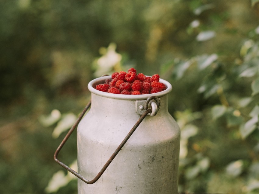 raspberries, berries, can, harvest