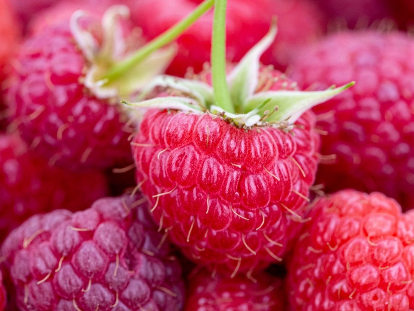 raspberry, berries, ripe, juicy, close-up