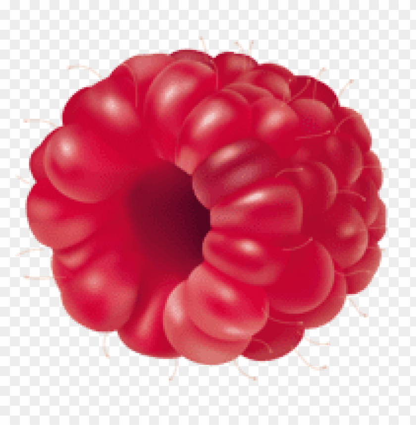 raspberry fruit clipart png photo - 35698