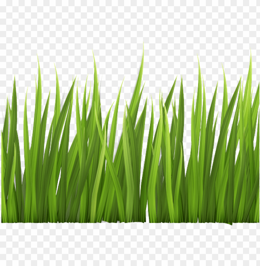 rass clipart clear background clipart transparent background grass PNG transparent with Clear Background ID 188968