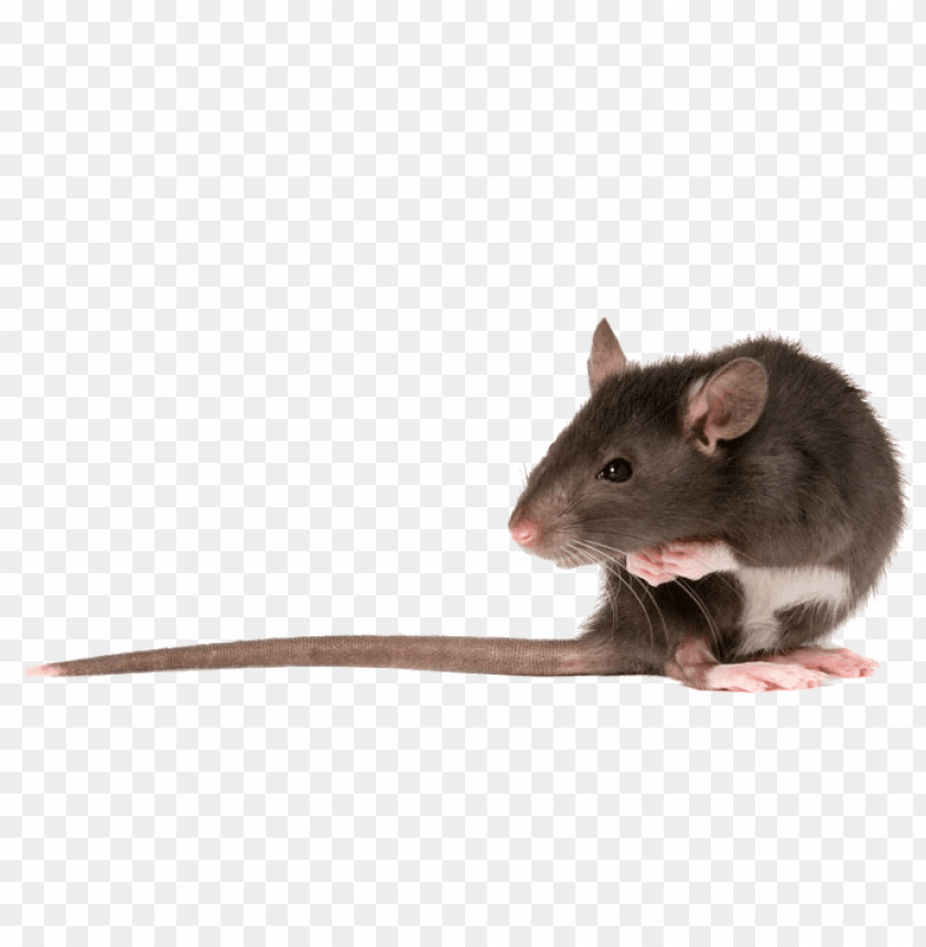 Rat Left Png Images Background - Image ID 65207