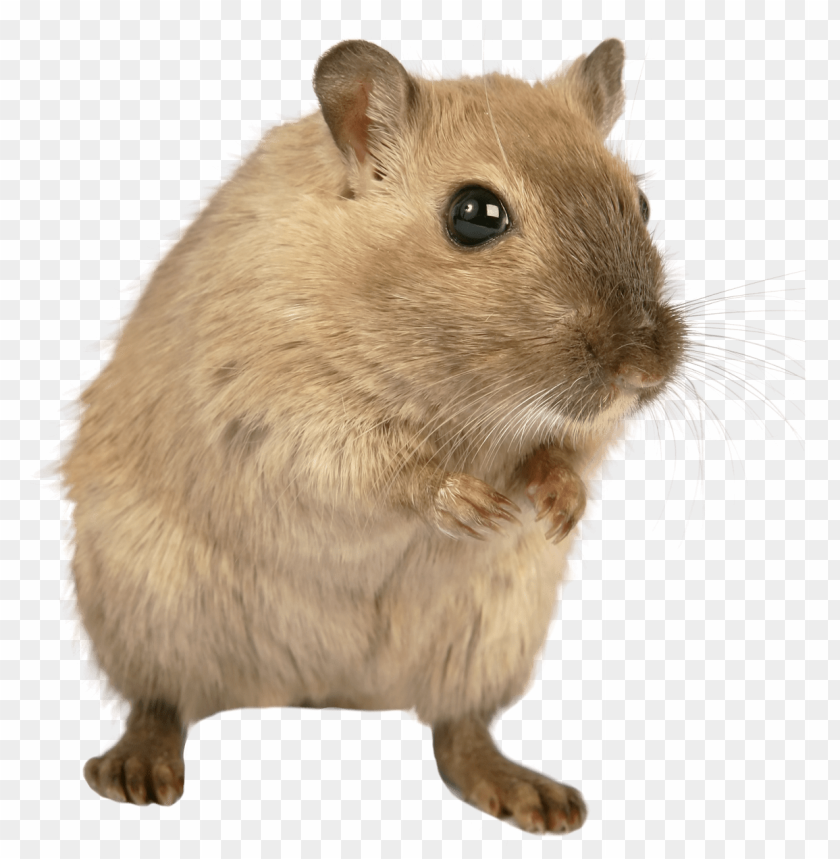 Download Rat Mouse Png Images Background
