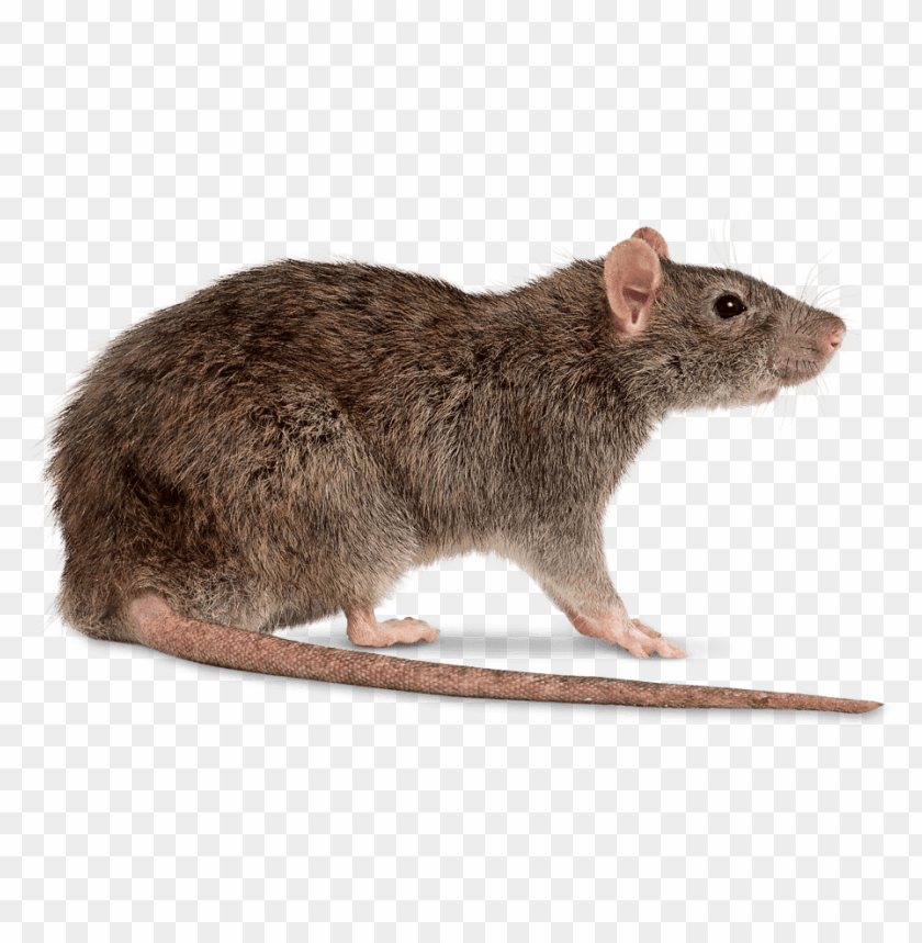 Rat Right Png Images Background - Image ID 65967