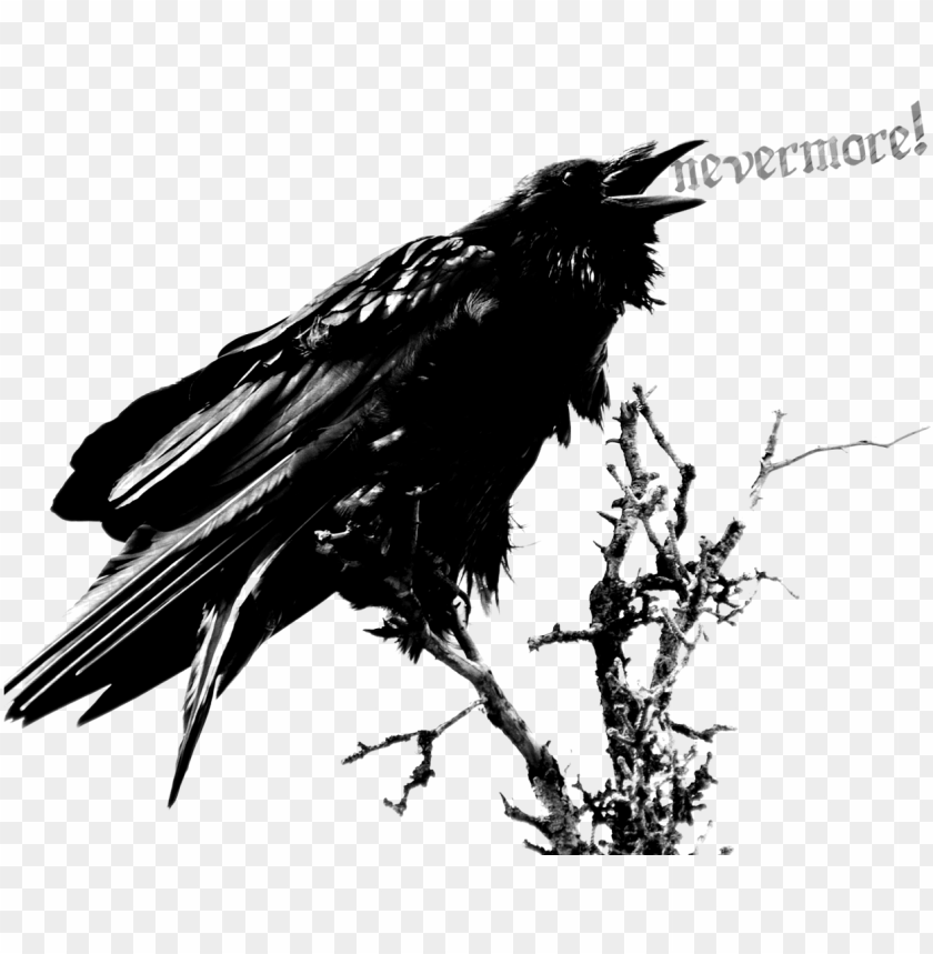 crow, bird, halloween, scary, nature, death, animal