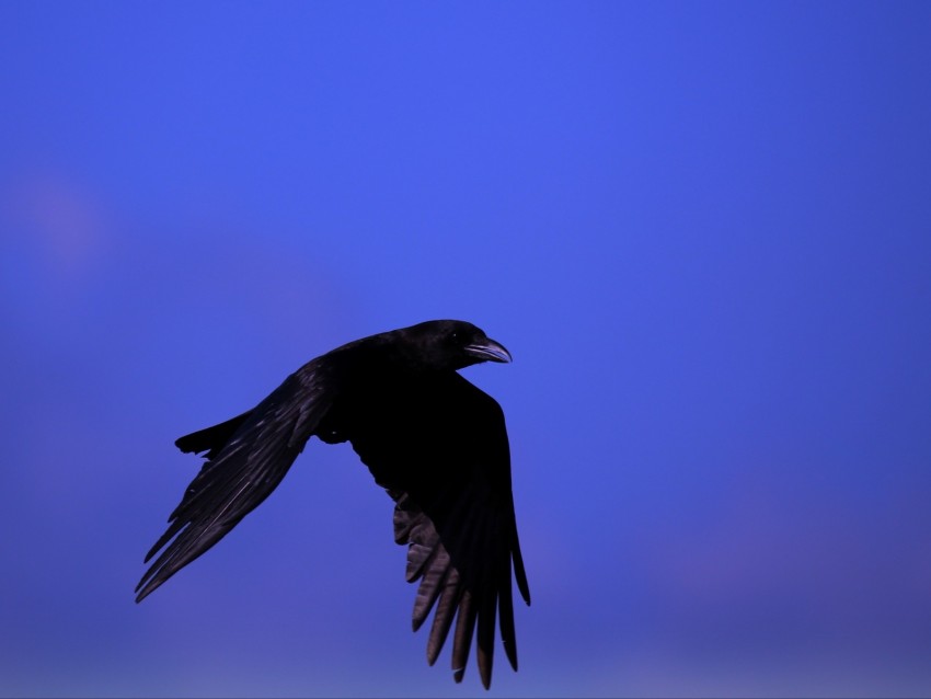 free PNG raven, bird, black, fly, sky background PNG images transparent
