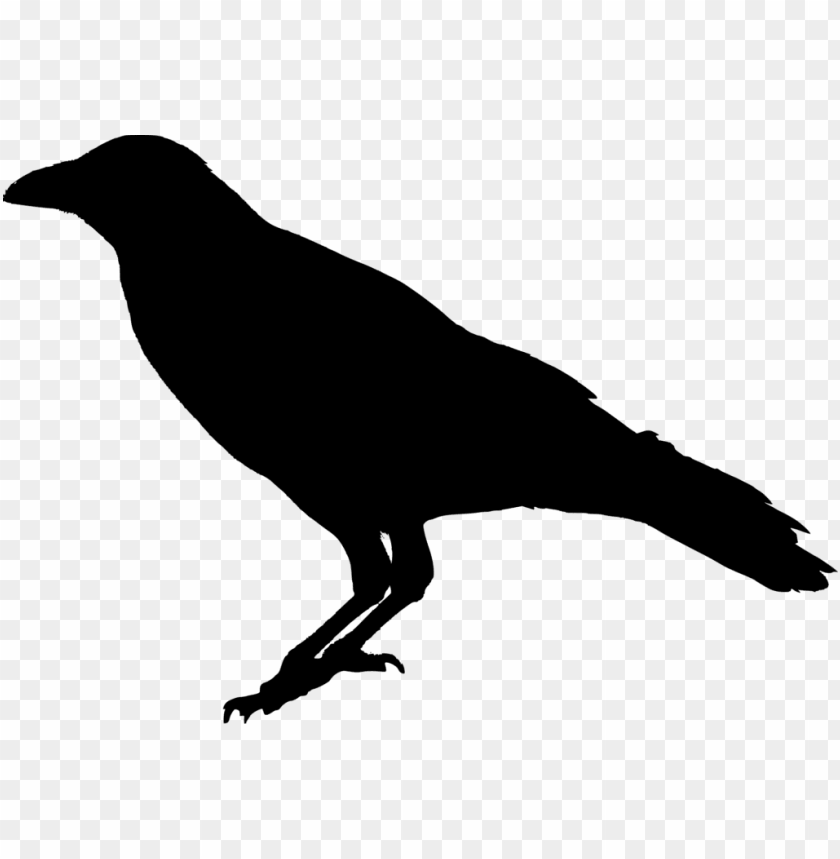 raven bird png transparent image - transparent background raven transparent PNG image with transparent background@toppng.com