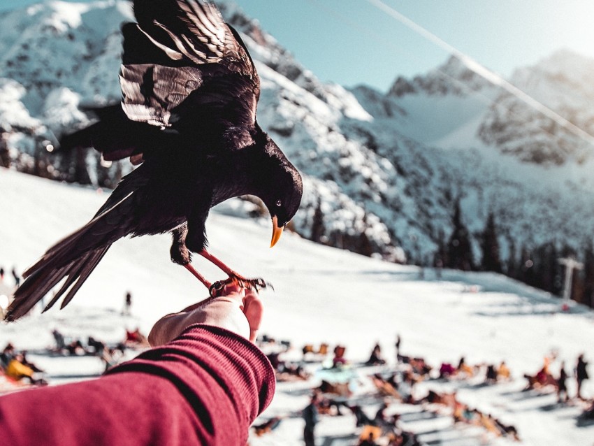 raven, hand, bird, blur, mountains