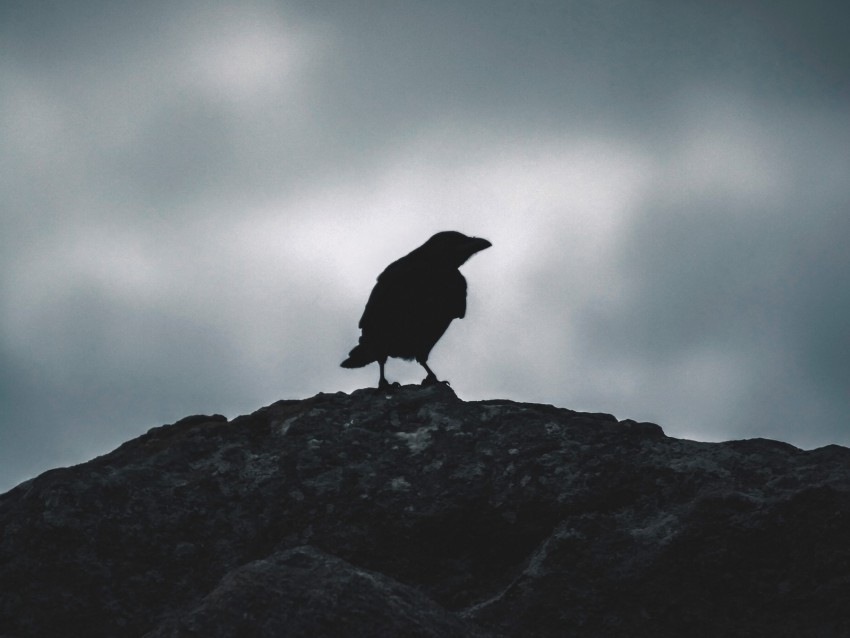 raven, silhouette, bird, sky, dark