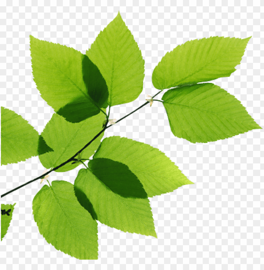Real Leaves Png Transparent Image Green Leaves Transparent Png Image With Transparent Background Toppng