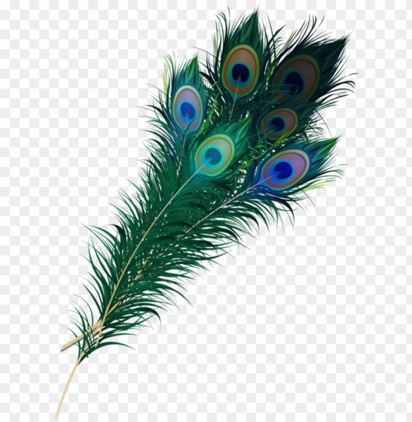 real peacock feather PNG image with transparent background | TOPpng