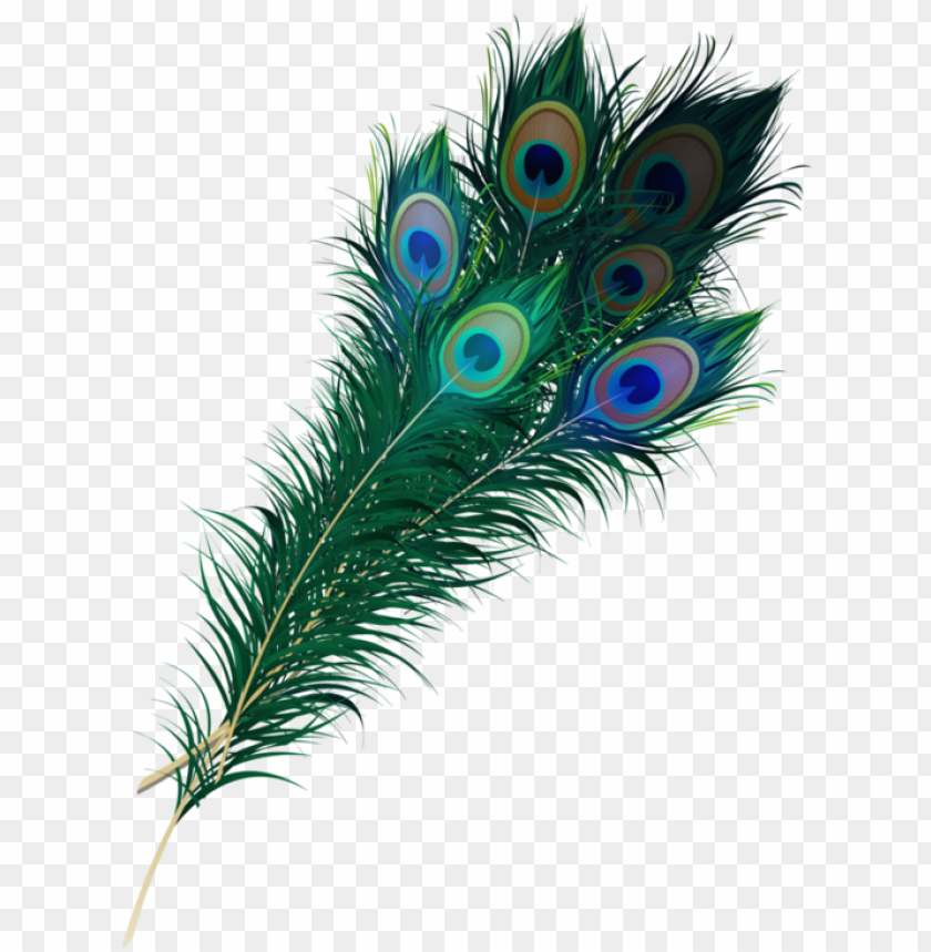 peacock feather designs png