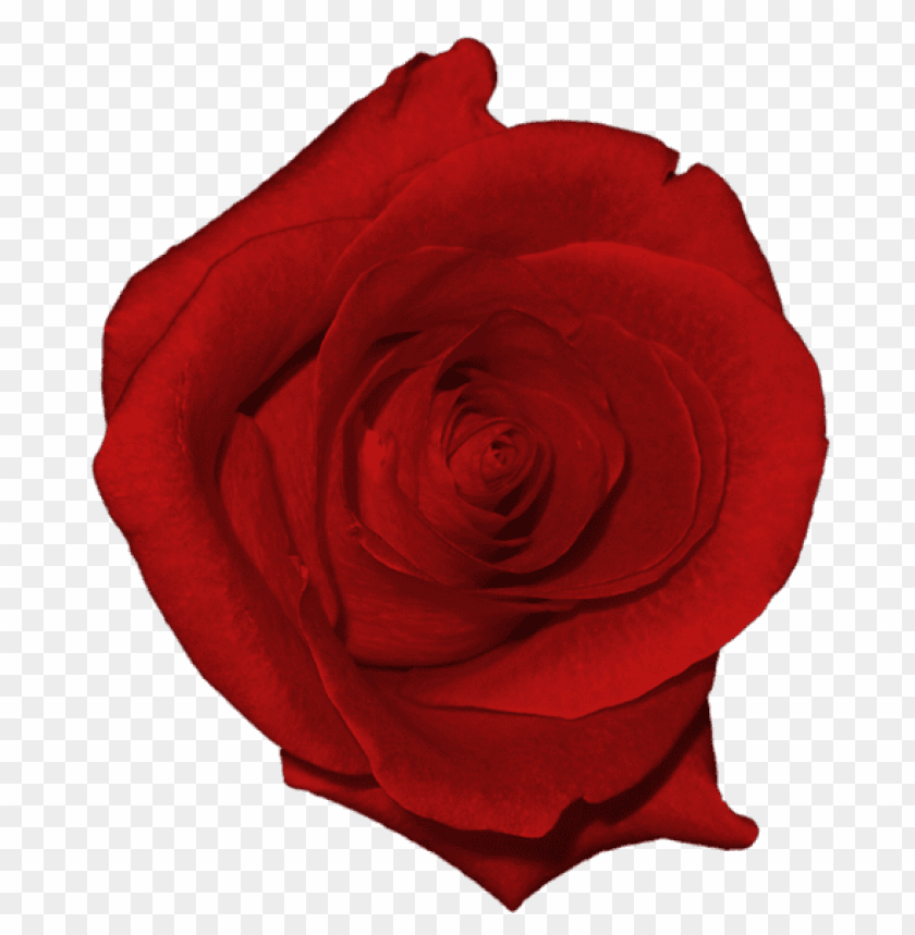 real red rose