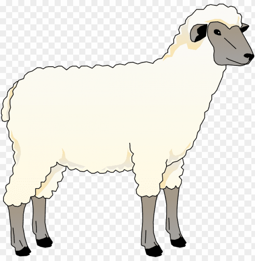 Real Sheep Png PNG Image With Transparent Background