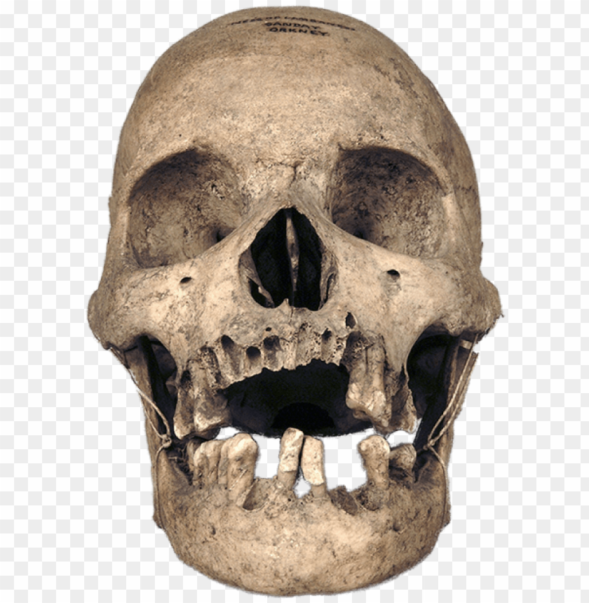free PNG real skull, calavera, craneo, skull png and psd - real skull PNG image with transparent background PNG images transparent