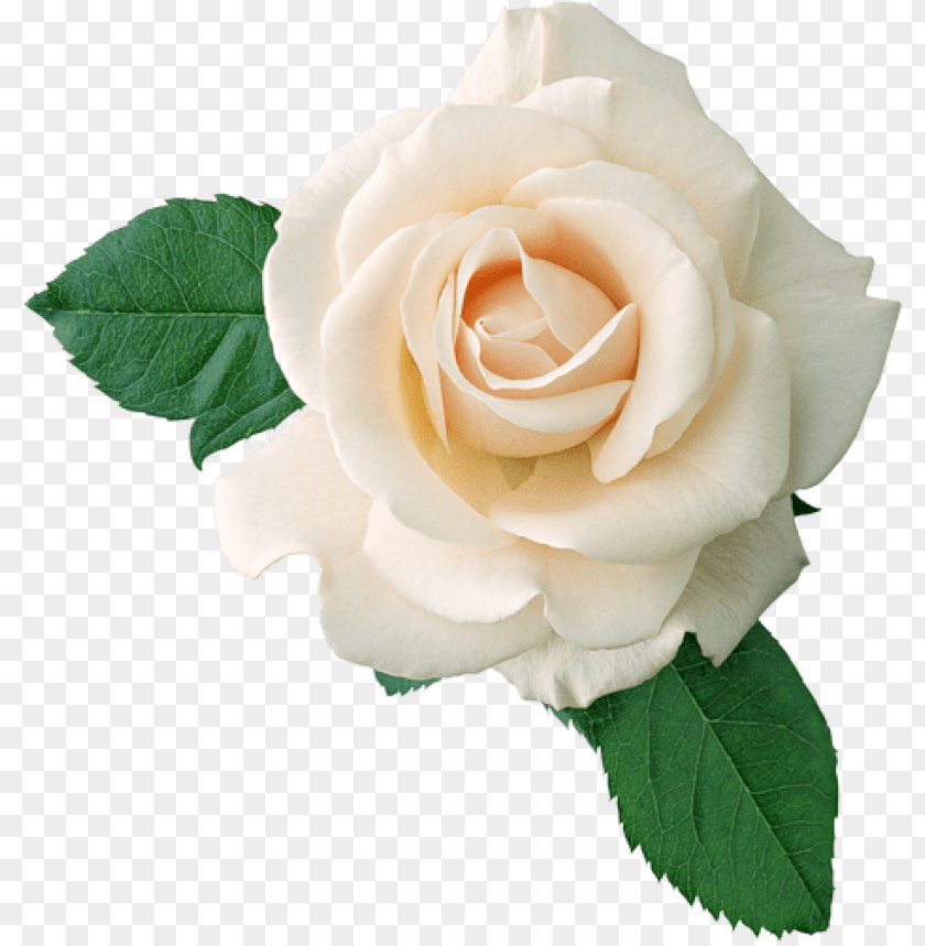 real white rose