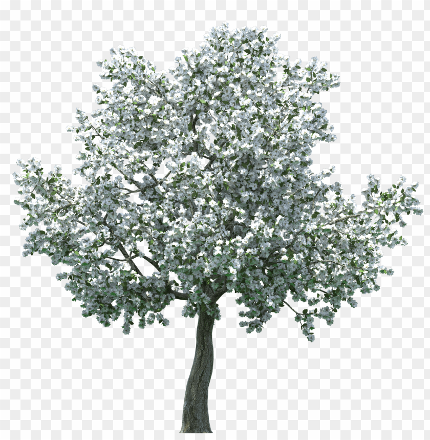 realistic blossom tree clipart png photo - 33367