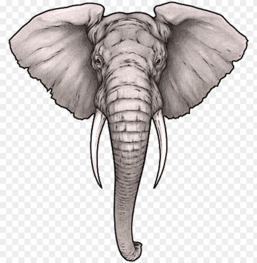 Realistic Elephant Face Drawing Png Image With Transparent