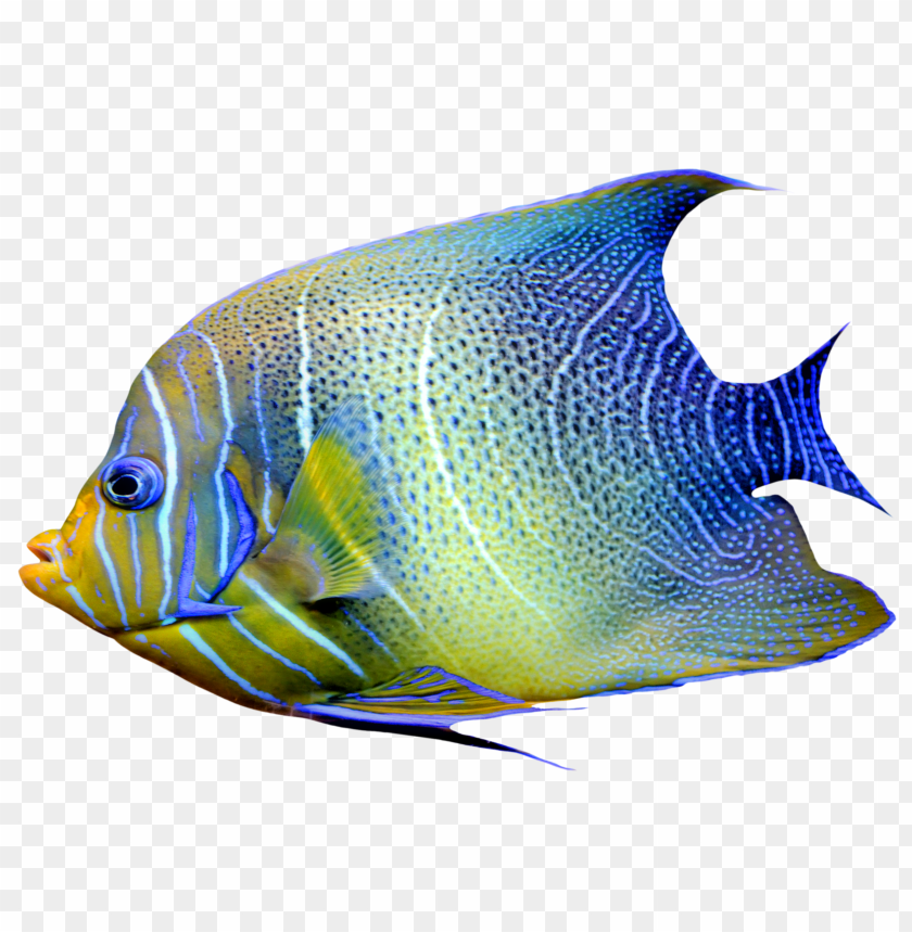 blue, fish, realistic, yellow