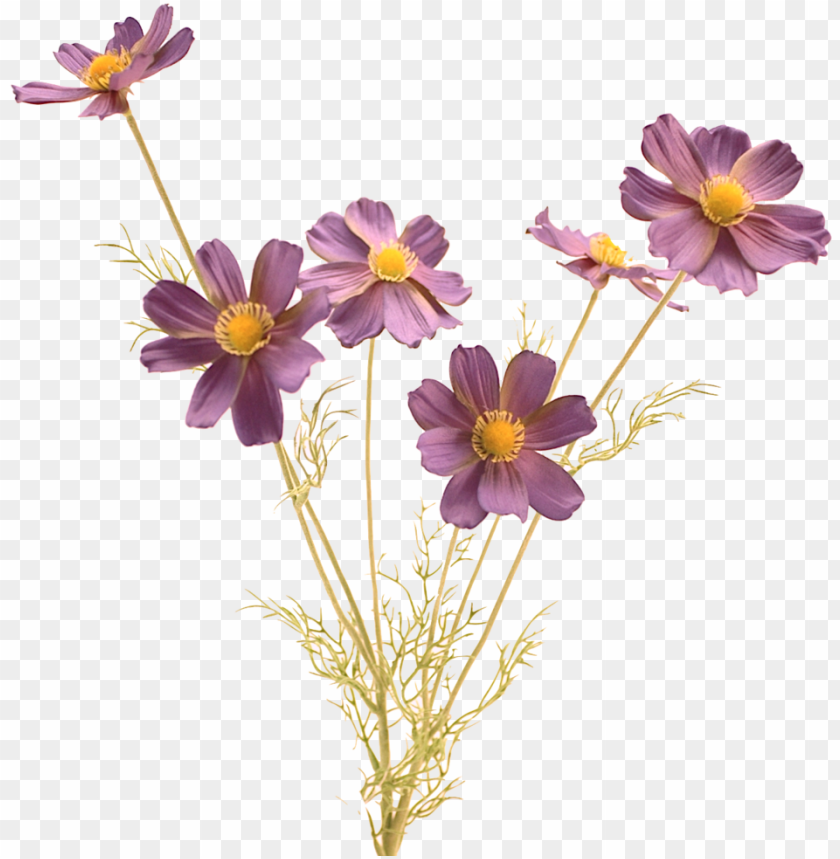 realistic flowers PNG transparent with Clear Background ID 188181