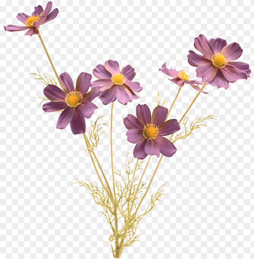 realistic flowers PNG image with transparent background | TOPpng