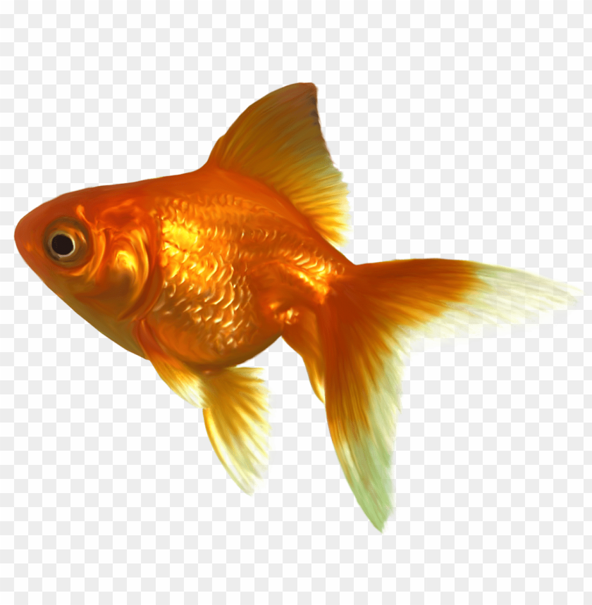 goldfish, realistic
