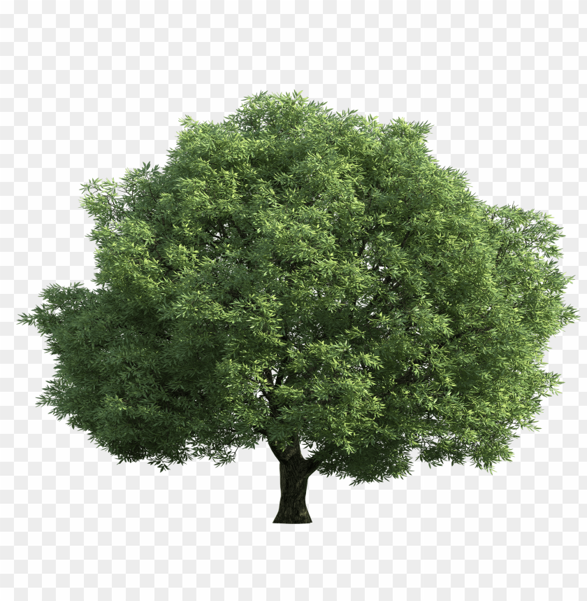 realistic green tree clipart png photo - 33369