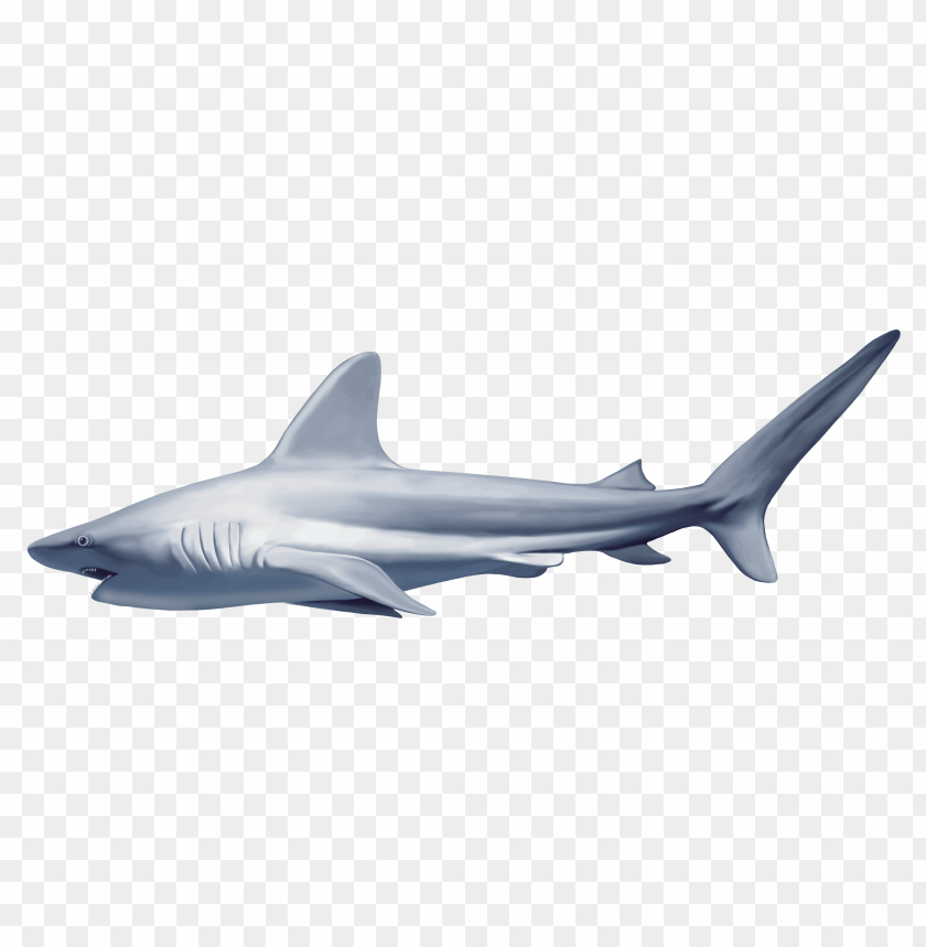 realistic, shark