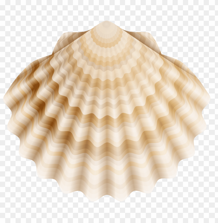 realistic, shell