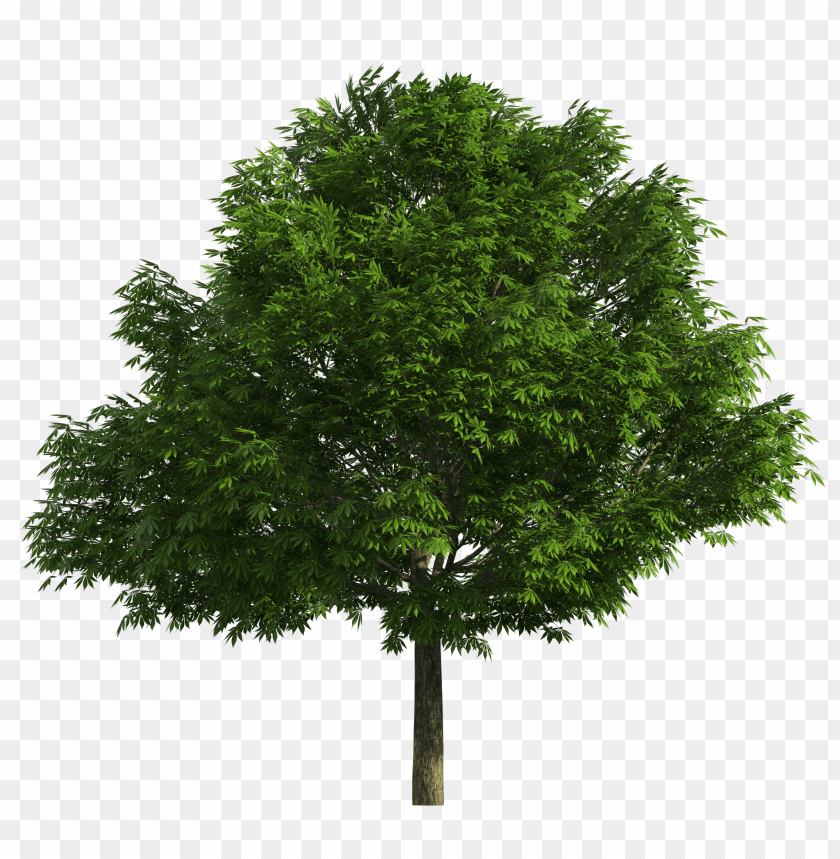 art, clip, realistic, tree