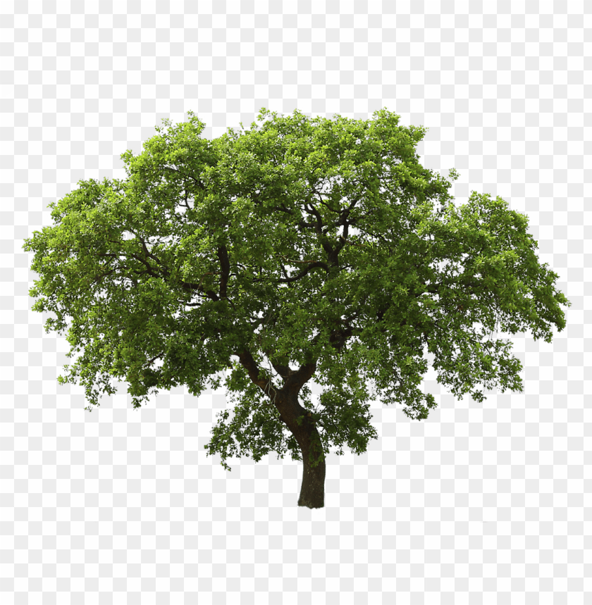 
tree
, 
realistic
, 
wood
, 
wodden
, 
trees
, 
png
