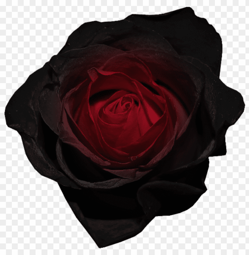 red and black rose