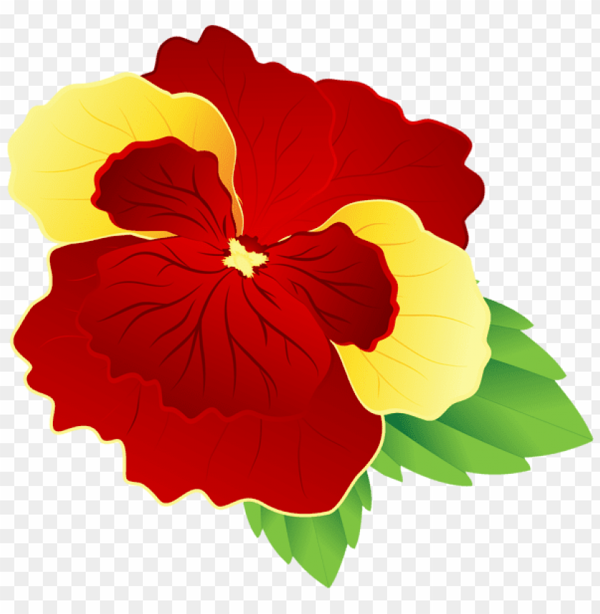 red and yellow pansy