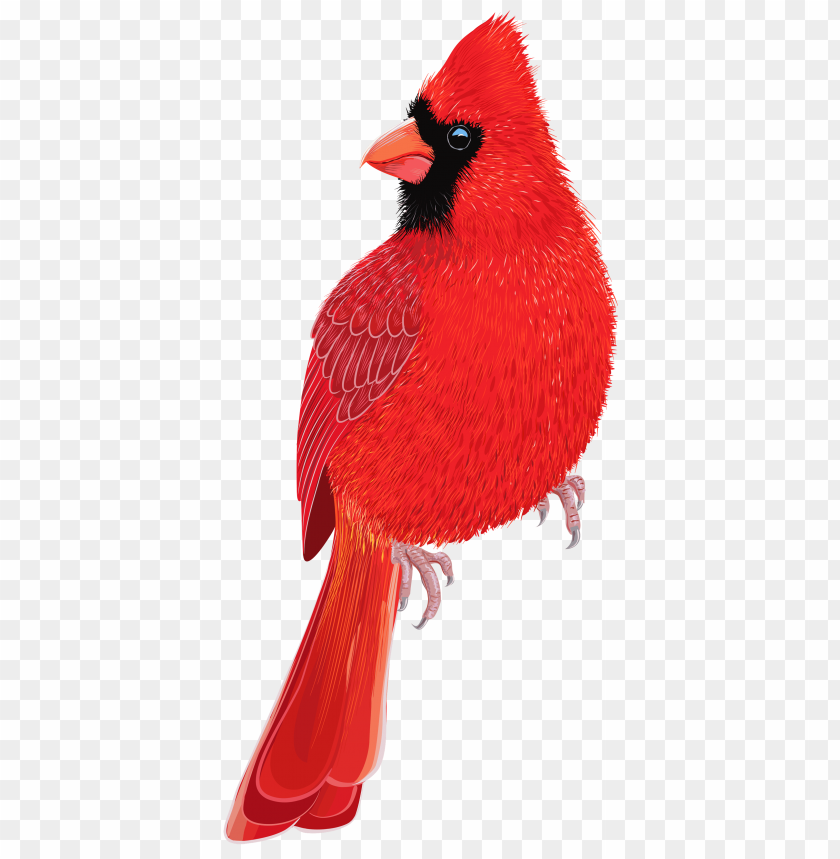 bird, image, red