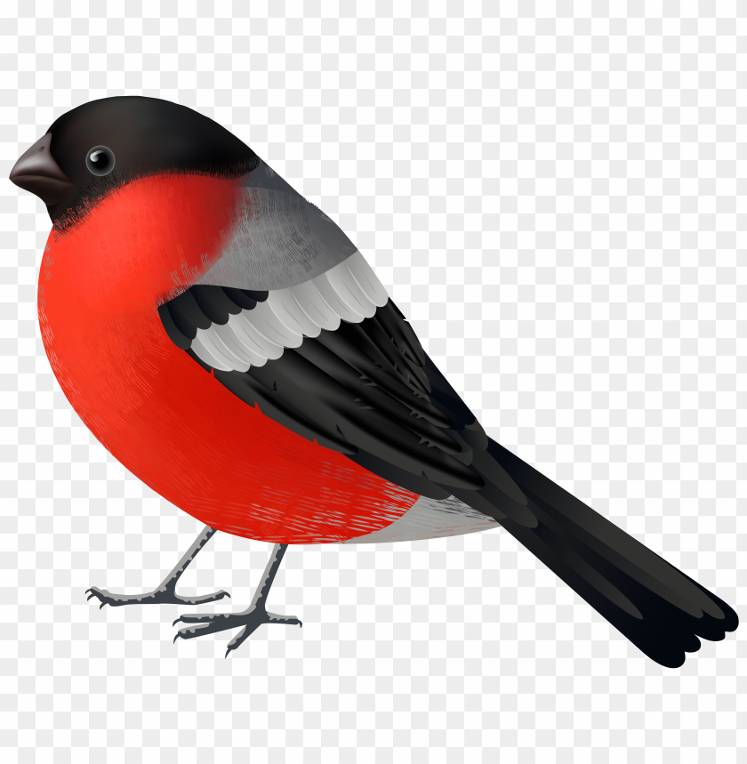bird, black, red
