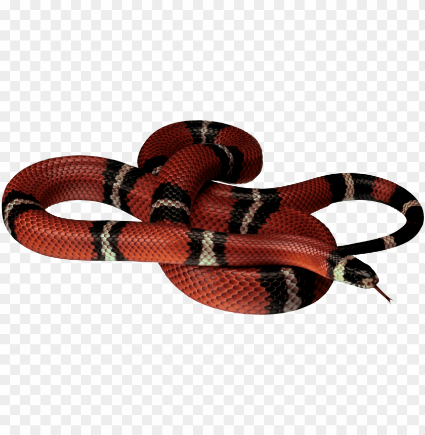 animals, snakes, red black snake, 